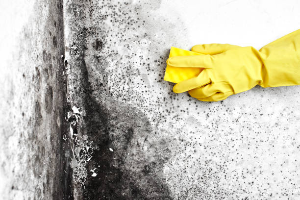 Best Residential Mold Removal  in Peebles, OH