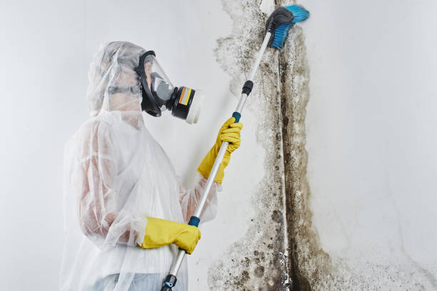 Office Mold Removal Services in Peebles, OH