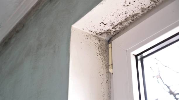 Best Professional Mold Removal  in Peebles, OH