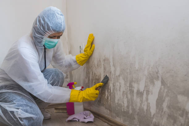 Best Mold Cleaning Services  in Peebles, OH