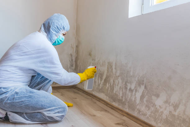 Mold Testing and Removal in Peebles, OH