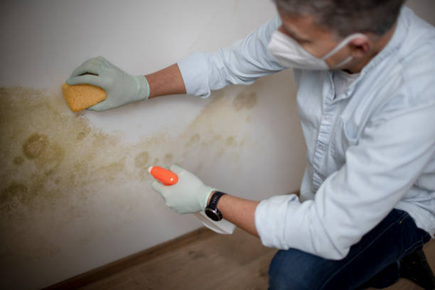 Best Mold Removal Company Near Me  in Peebles, OH