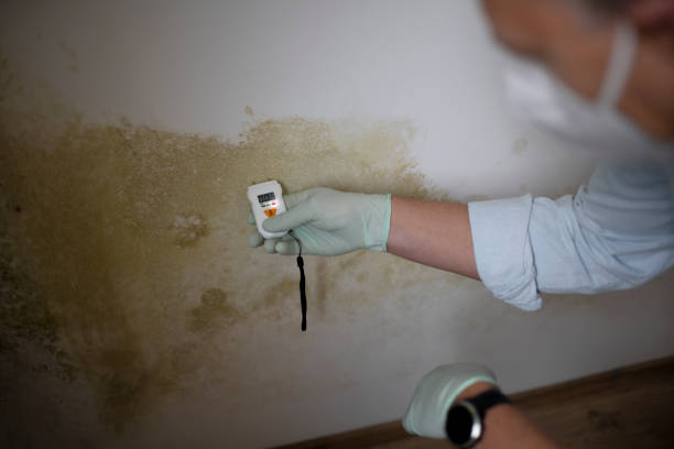 Best Emergency Mold Removal  in Peebles, OH