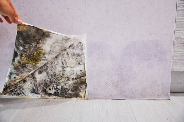 Best Black Mold Removal  in Peebles, OH